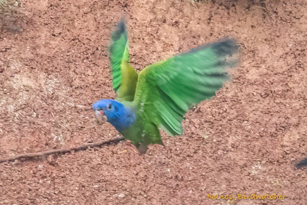 Blue-headed Parrot - Nancy Fernández