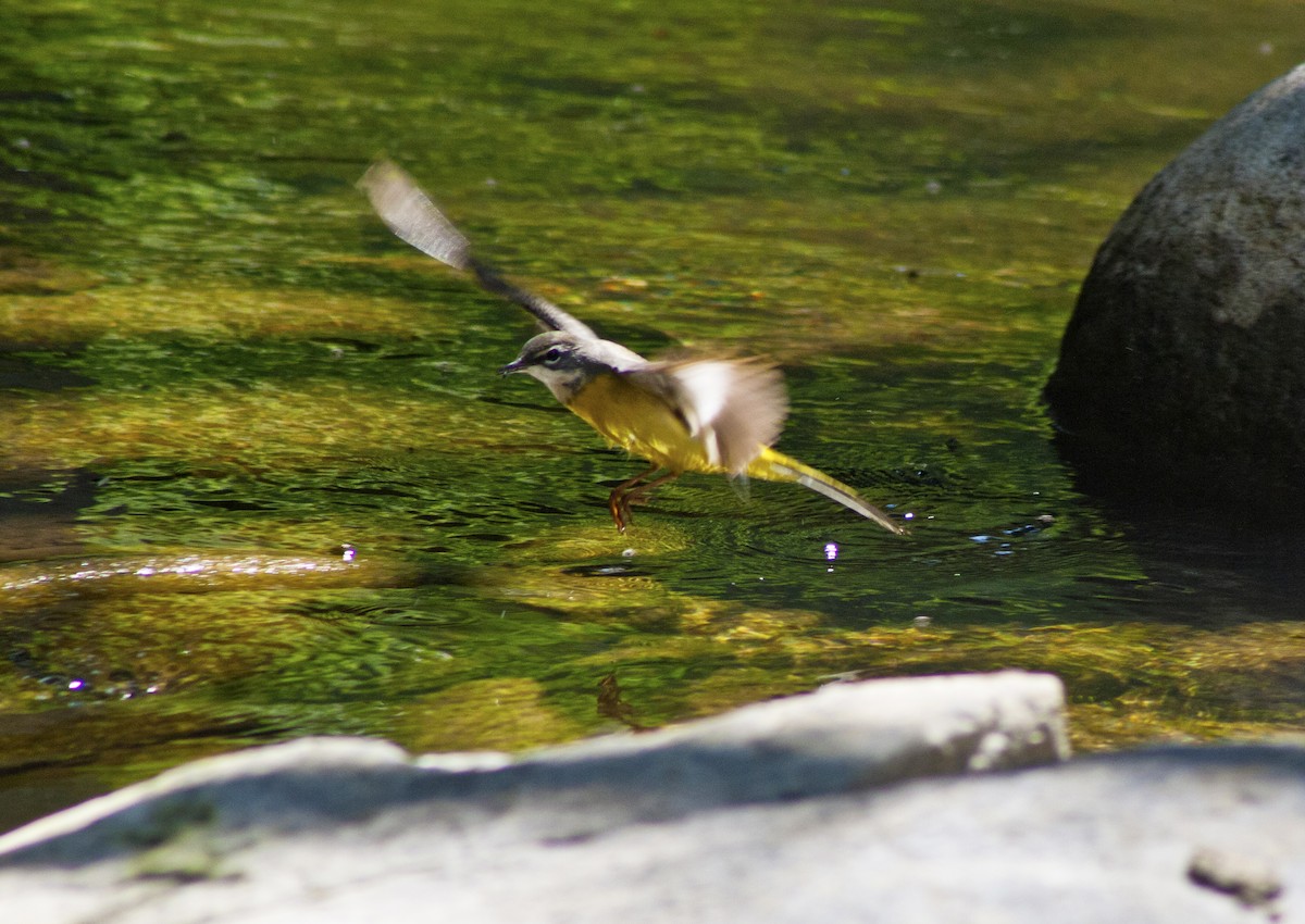 Gray Wagtail - Jay-c Casio