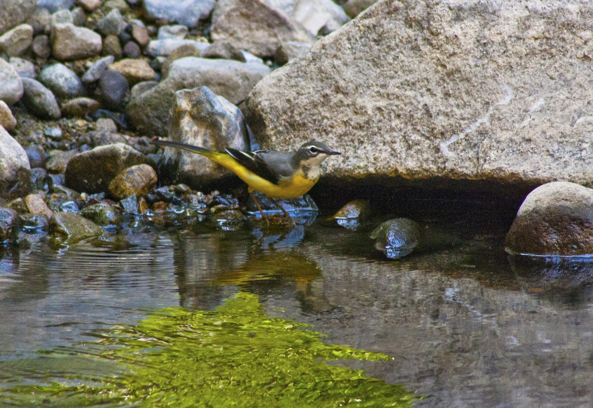 Gray Wagtail - Jay-c Casio
