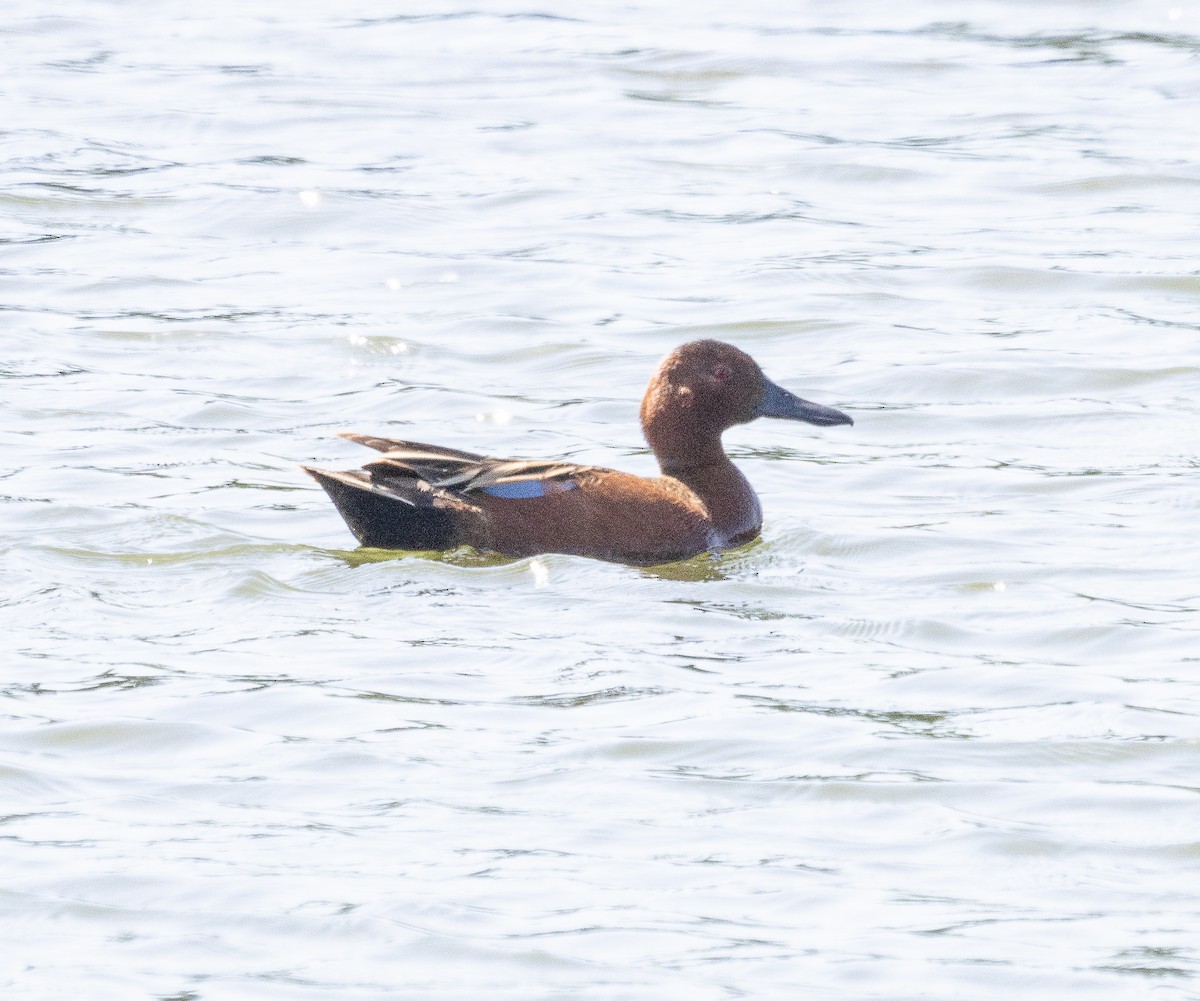 Cinnamon Teal - Tom Younkin