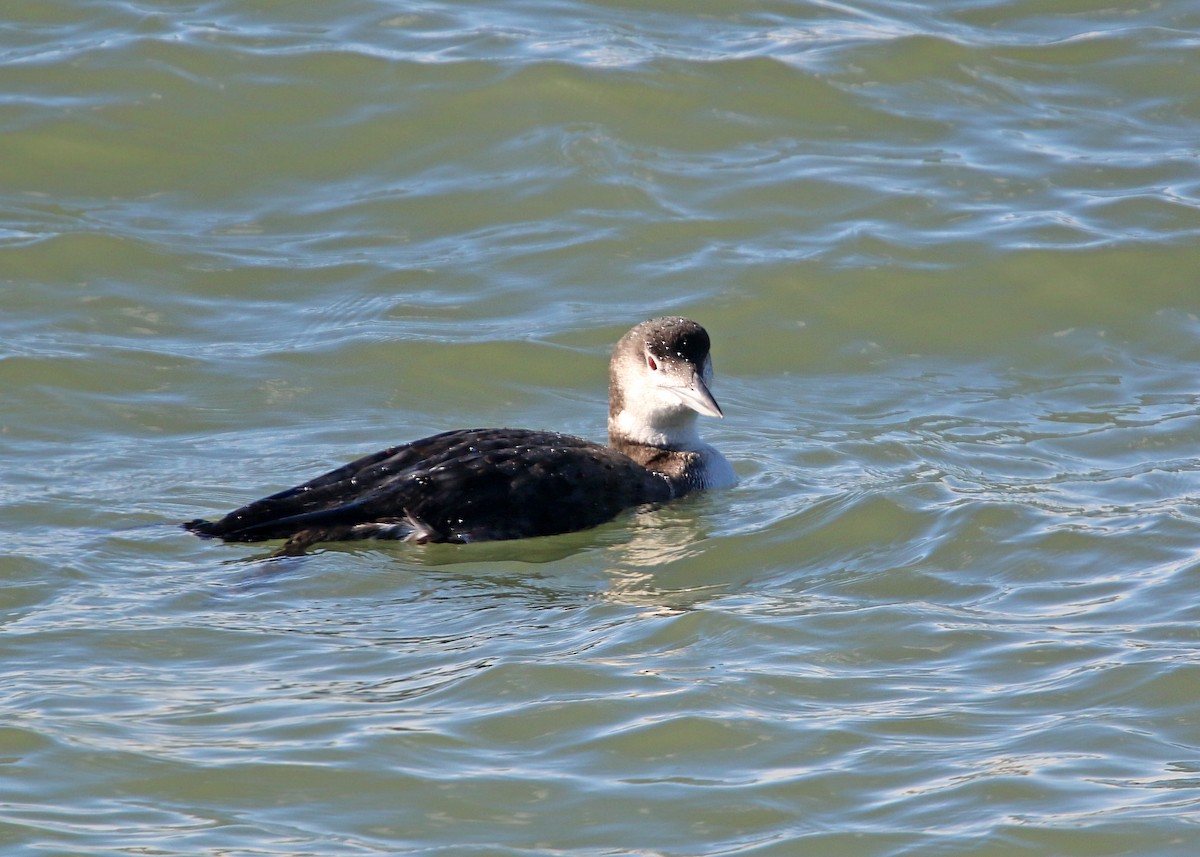 Common Loon - William Clark