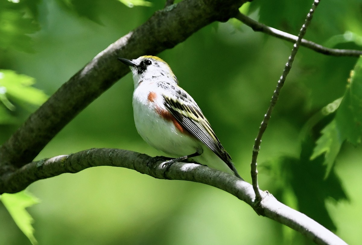 Chestnut-sided Warbler - ML619384161