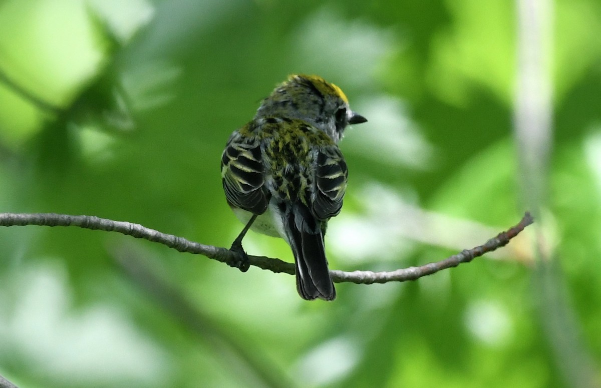 Chestnut-sided Warbler - ML619384162