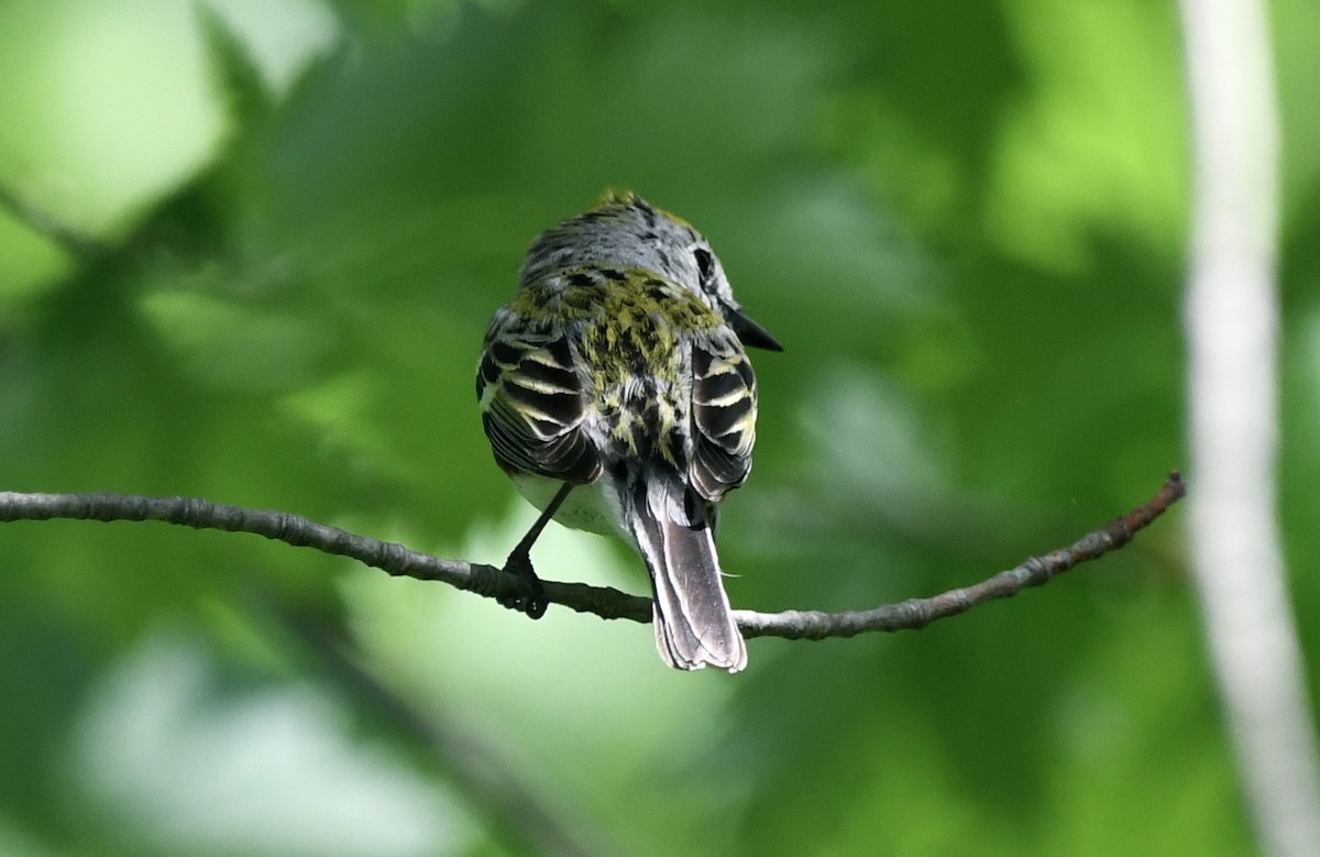 Chestnut-sided Warbler - ML619384163