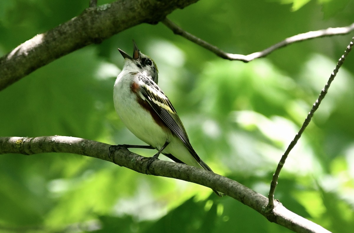 Chestnut-sided Warbler - ML619384165