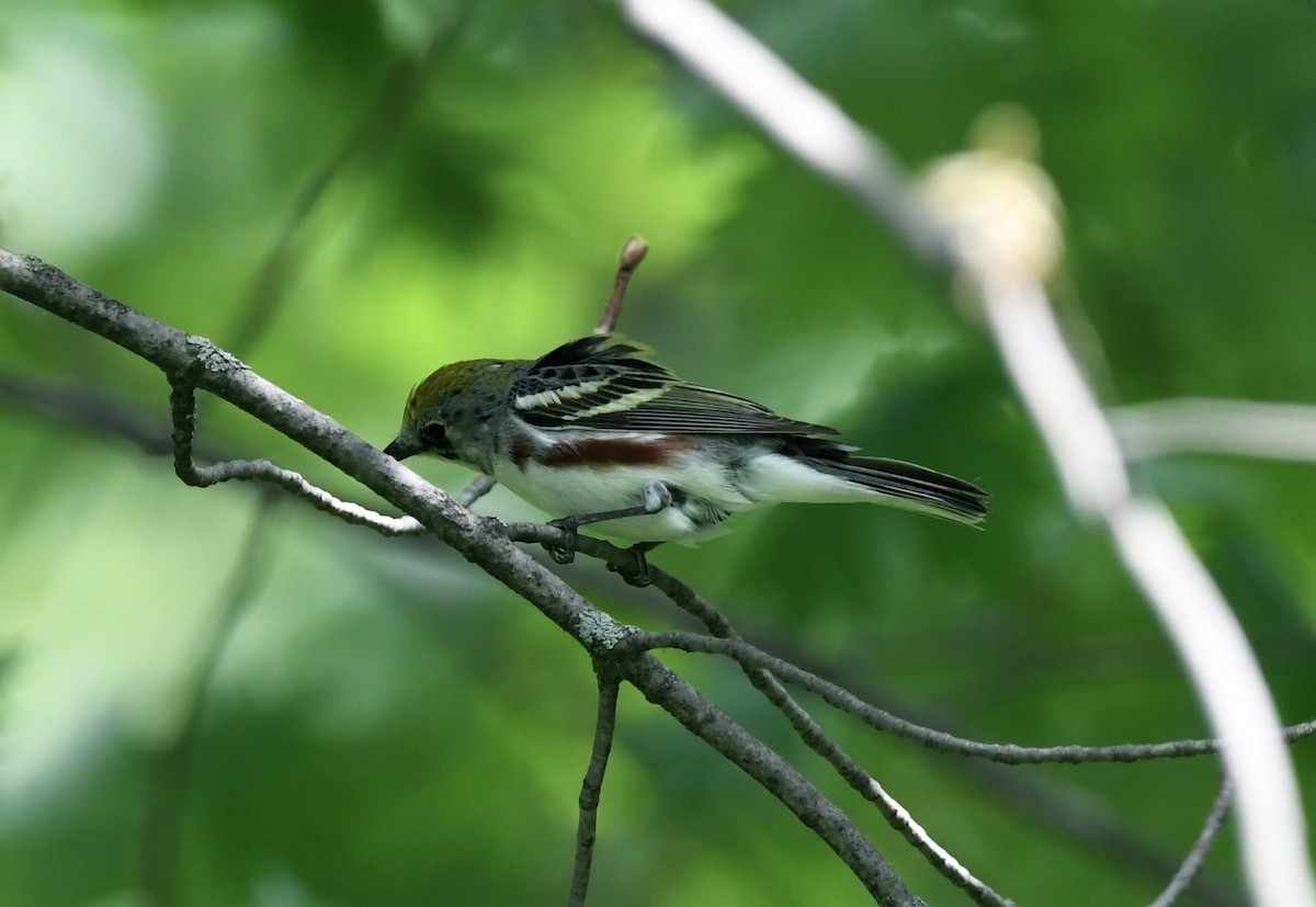 Chestnut-sided Warbler - ML619384166