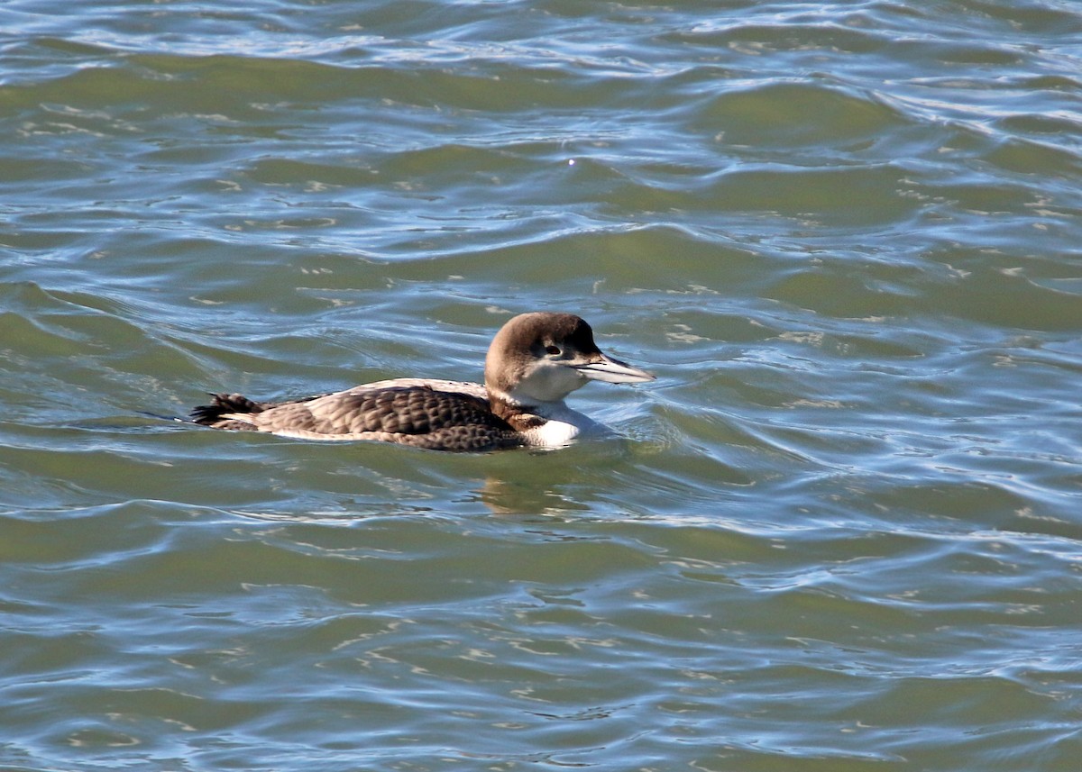 Common Loon - William Clark