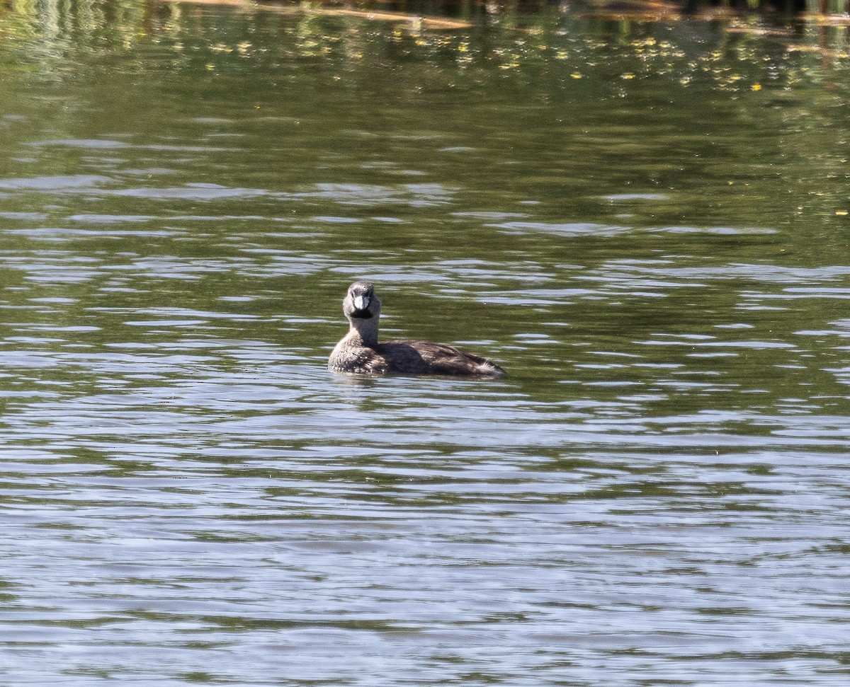 Pied-billed Grebe - ML619384170