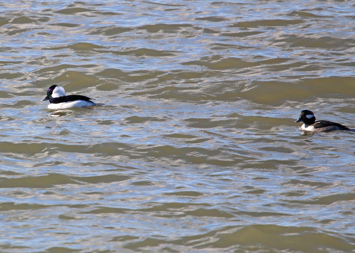 Bufflehead - ML619384175