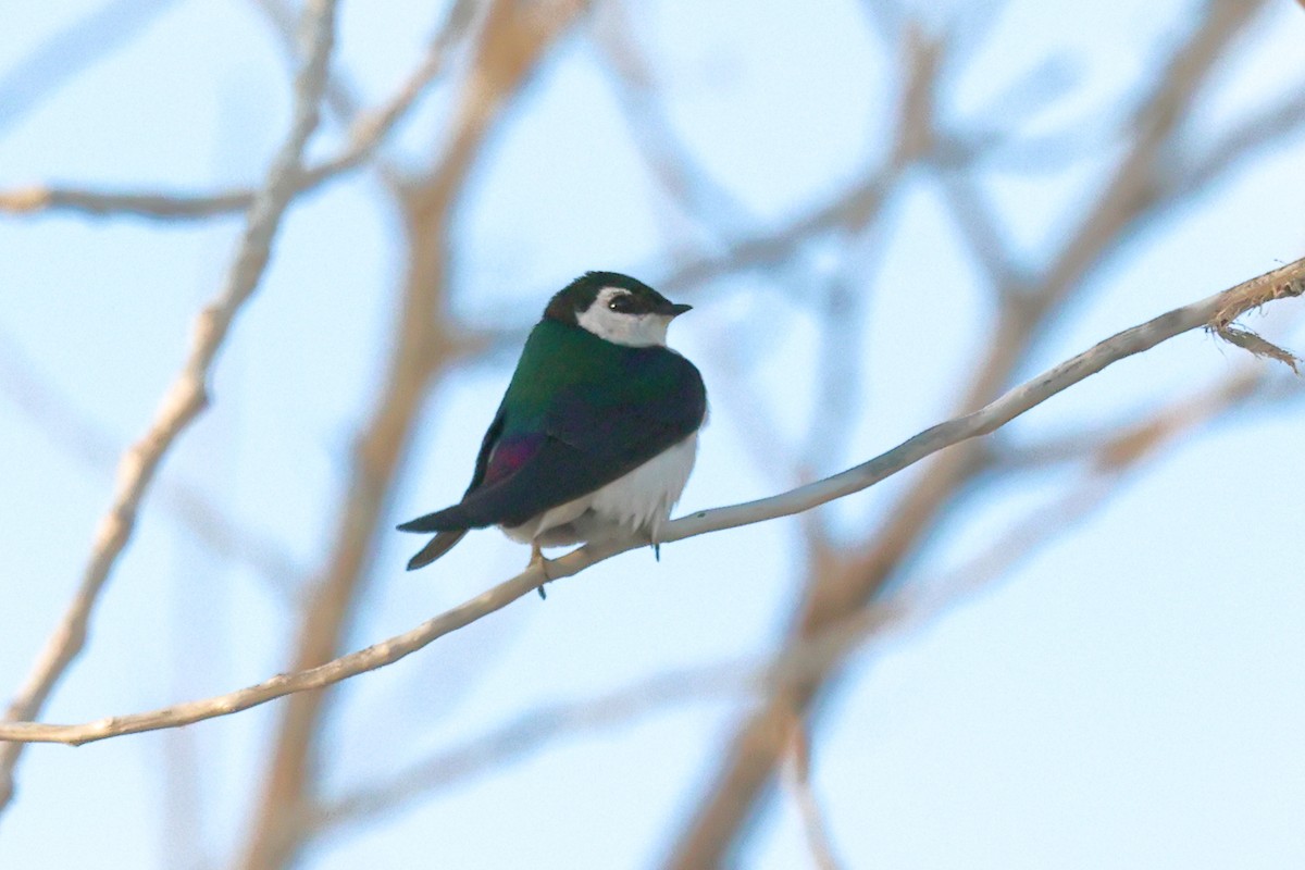 Violet-green Swallow - Mary McGreal