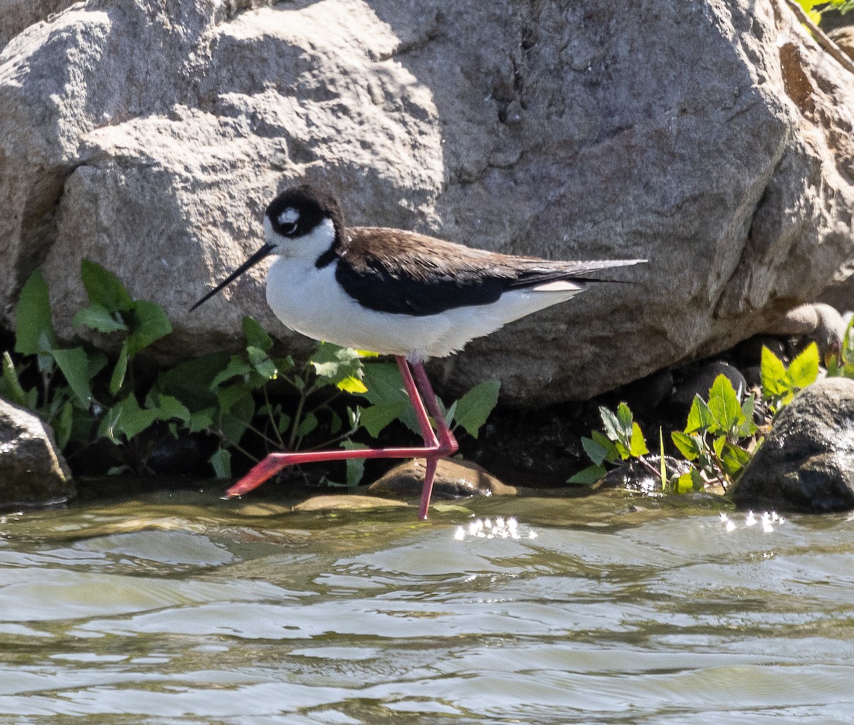 Black-necked Stilt - ML619384186