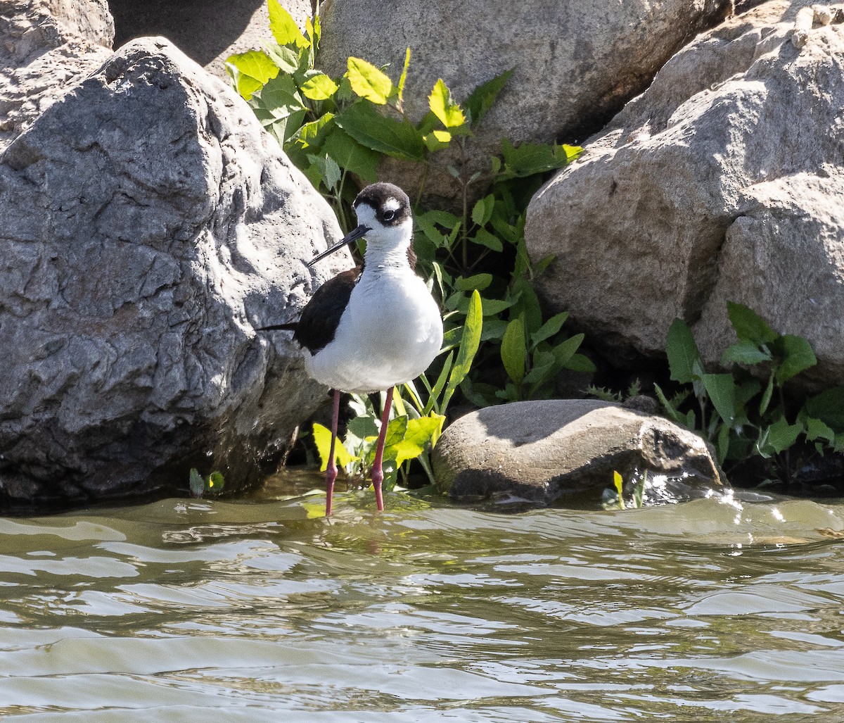 Black-necked Stilt - ML619384187