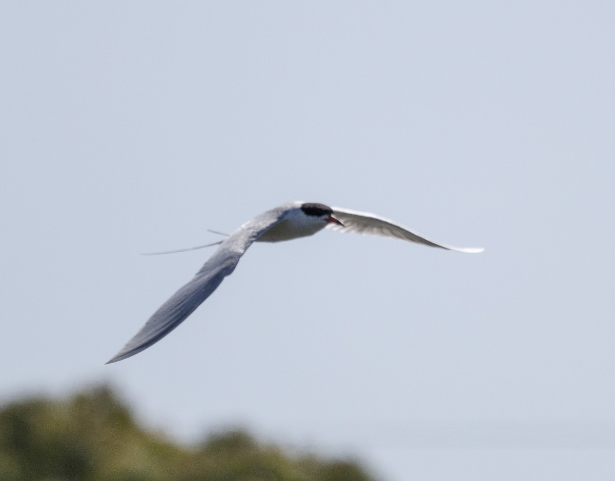 Forster's Tern - ML619384194