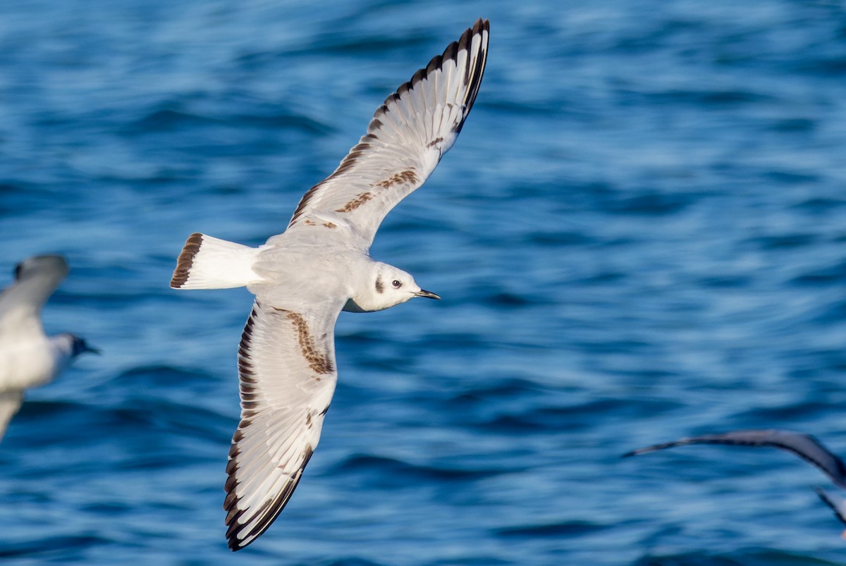 Bonaparte's Gull - Gavin McKinnon