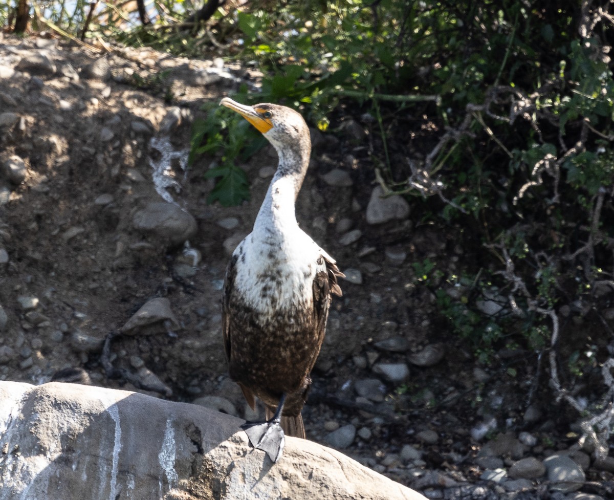 Cormoran à aigrettes - ML619384198