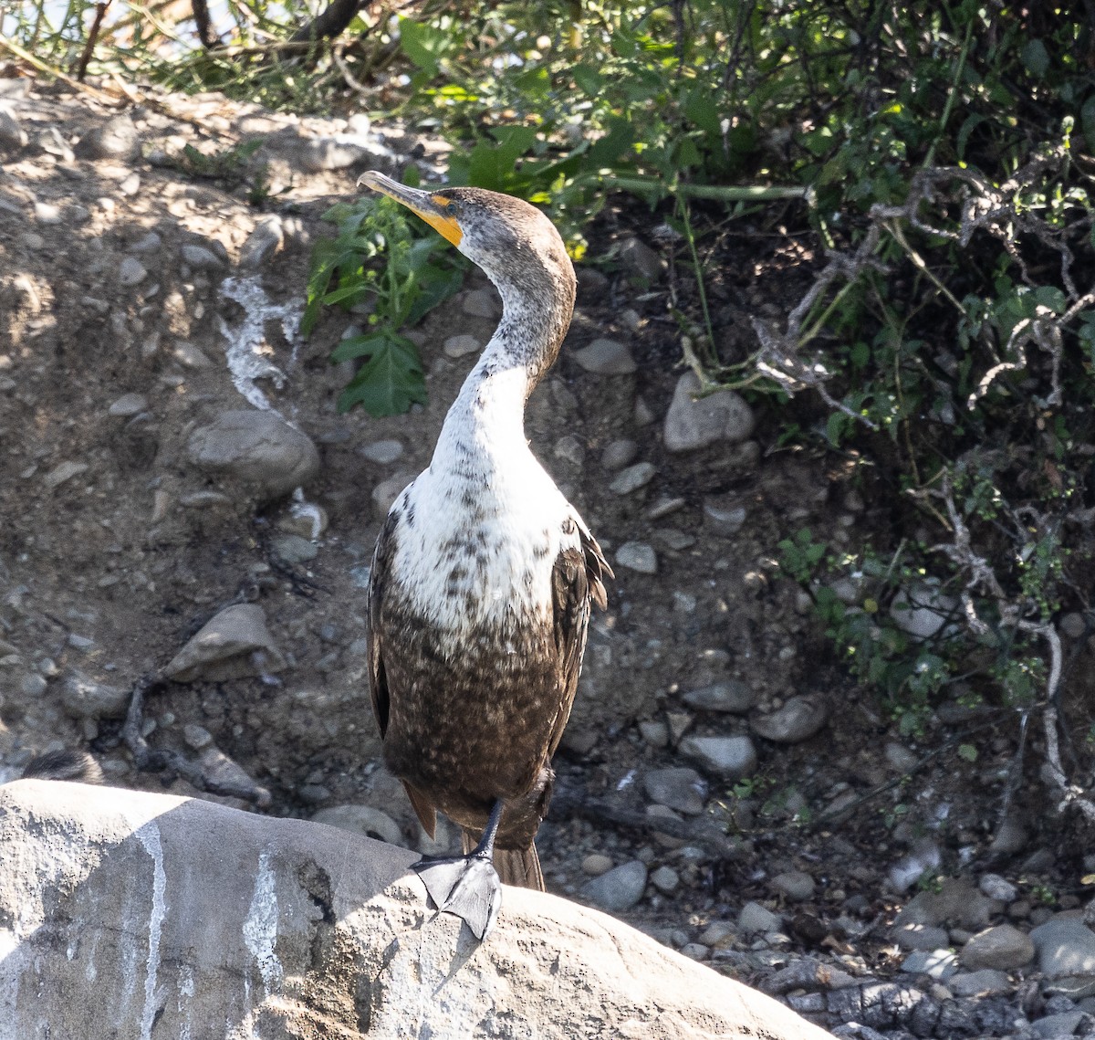 Kulaklı Karabatak - ML619384199