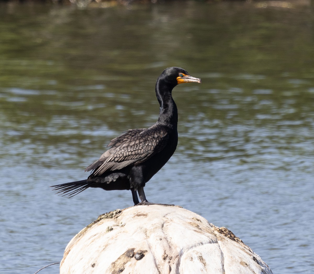 Double-crested Cormorant - Tom Younkin