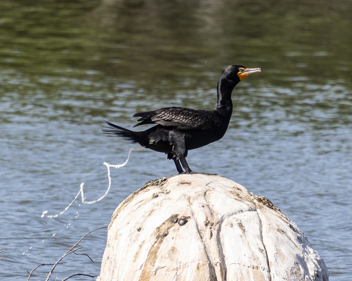 Double-crested Cormorant - ML619384202