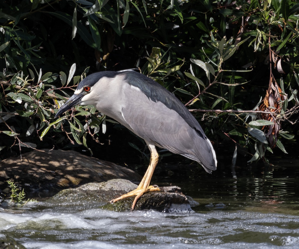 Black-crowned Night Heron - ML619384208