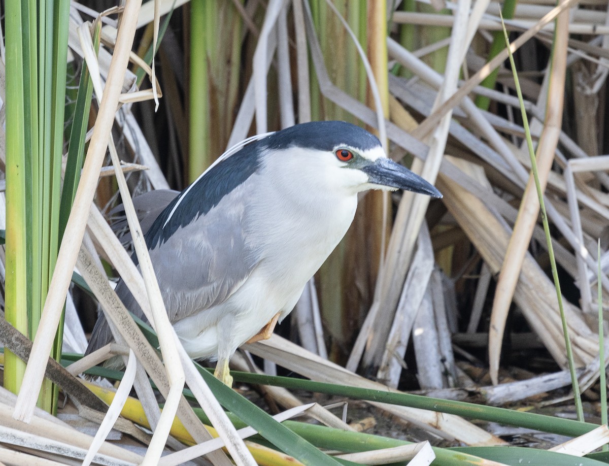 Black-crowned Night Heron - ML619384209