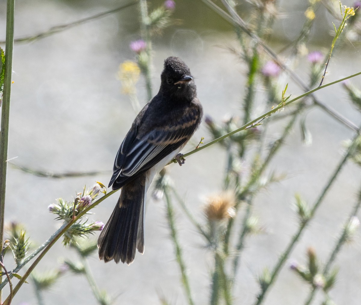 Black Phoebe - ML619384211