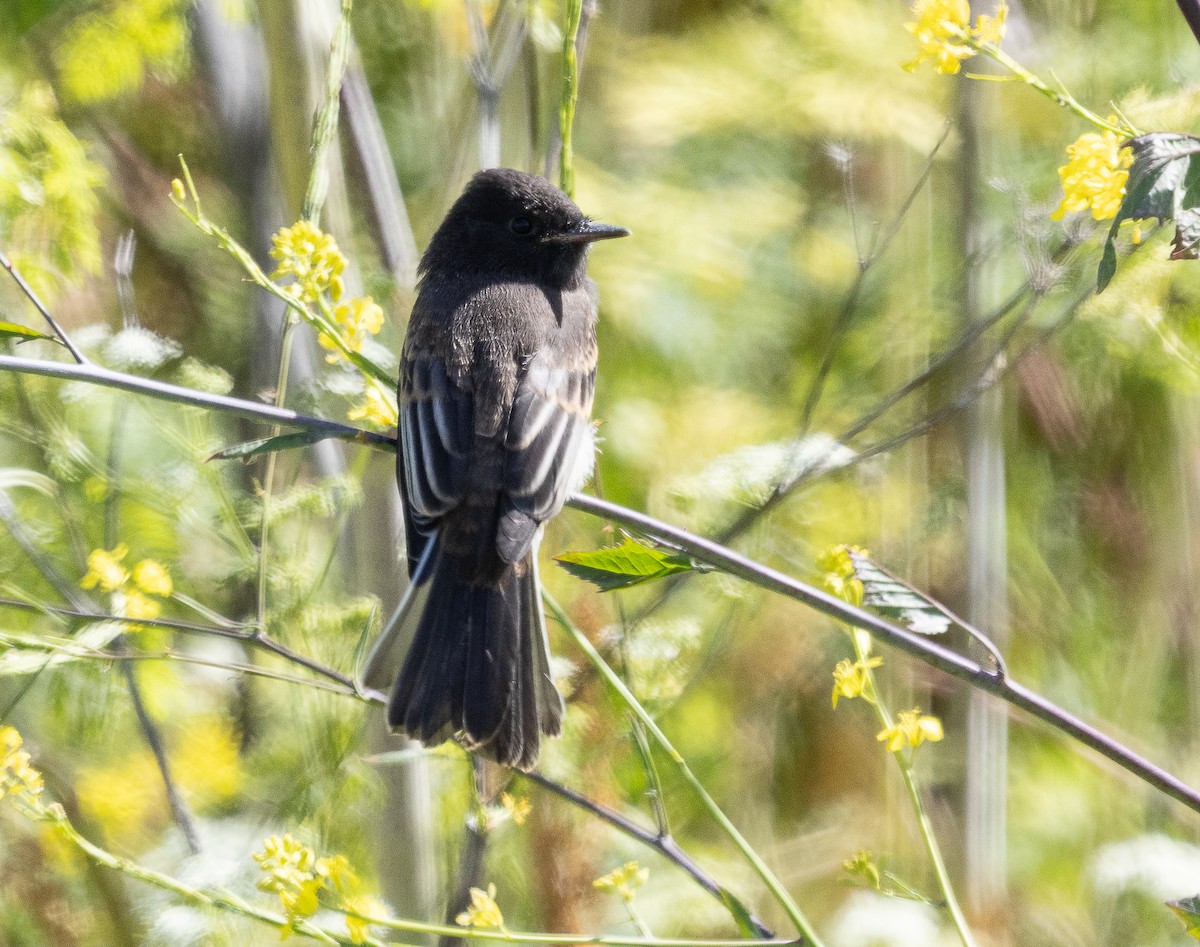 Black Phoebe - ML619384212