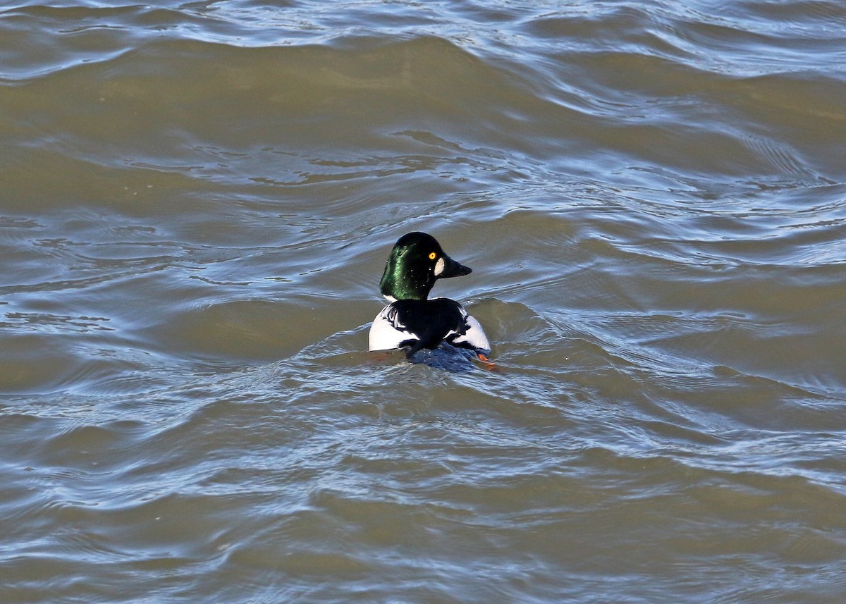 Common Goldeneye - William Clark