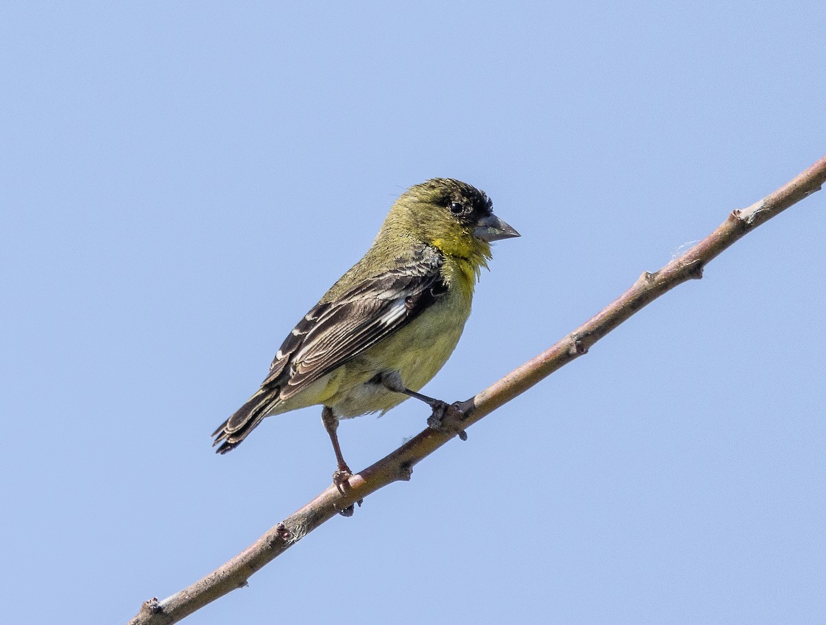 Lesser Goldfinch - Tom Younkin