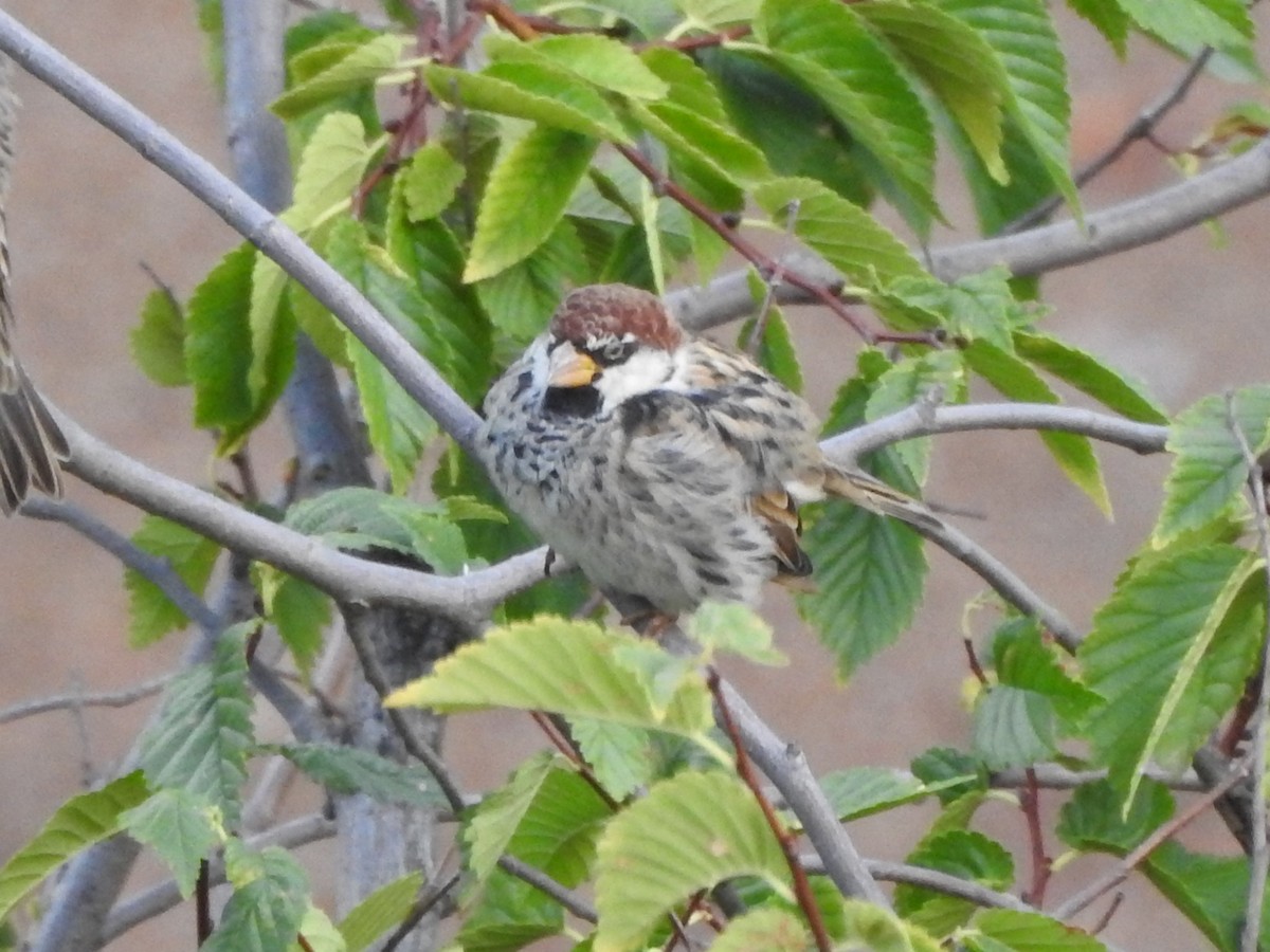 Spanish Sparrow - Emilio Costillo Borrego