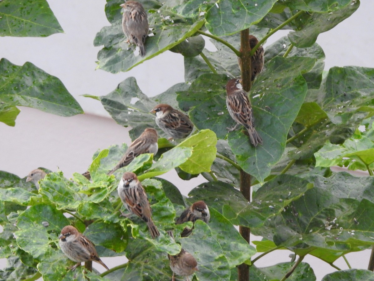 Spanish Sparrow - Emilio Costillo Borrego