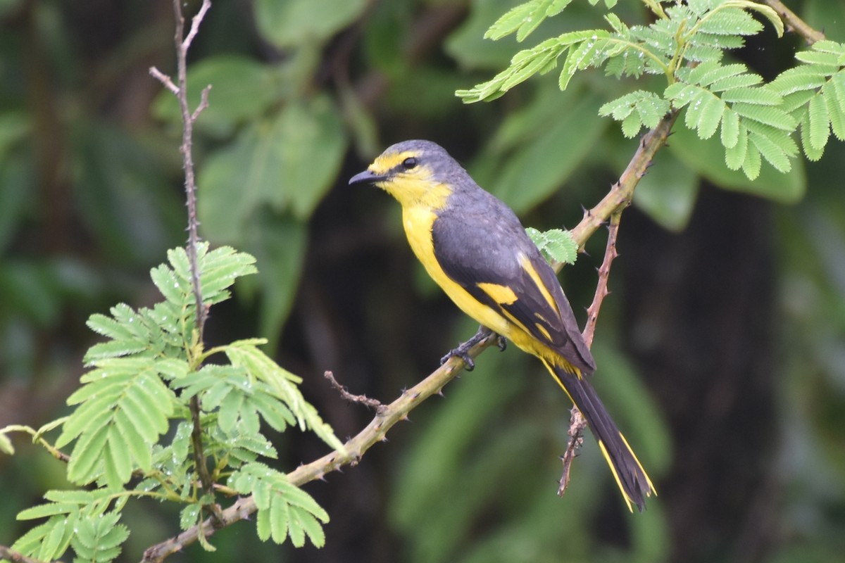 Orange Minivet - Dr Mohammed Umer  Sharieff