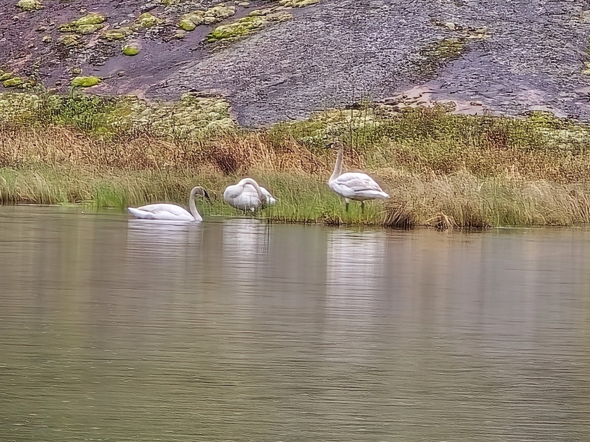 Trumpeter Swan - Matthew Schneiderat