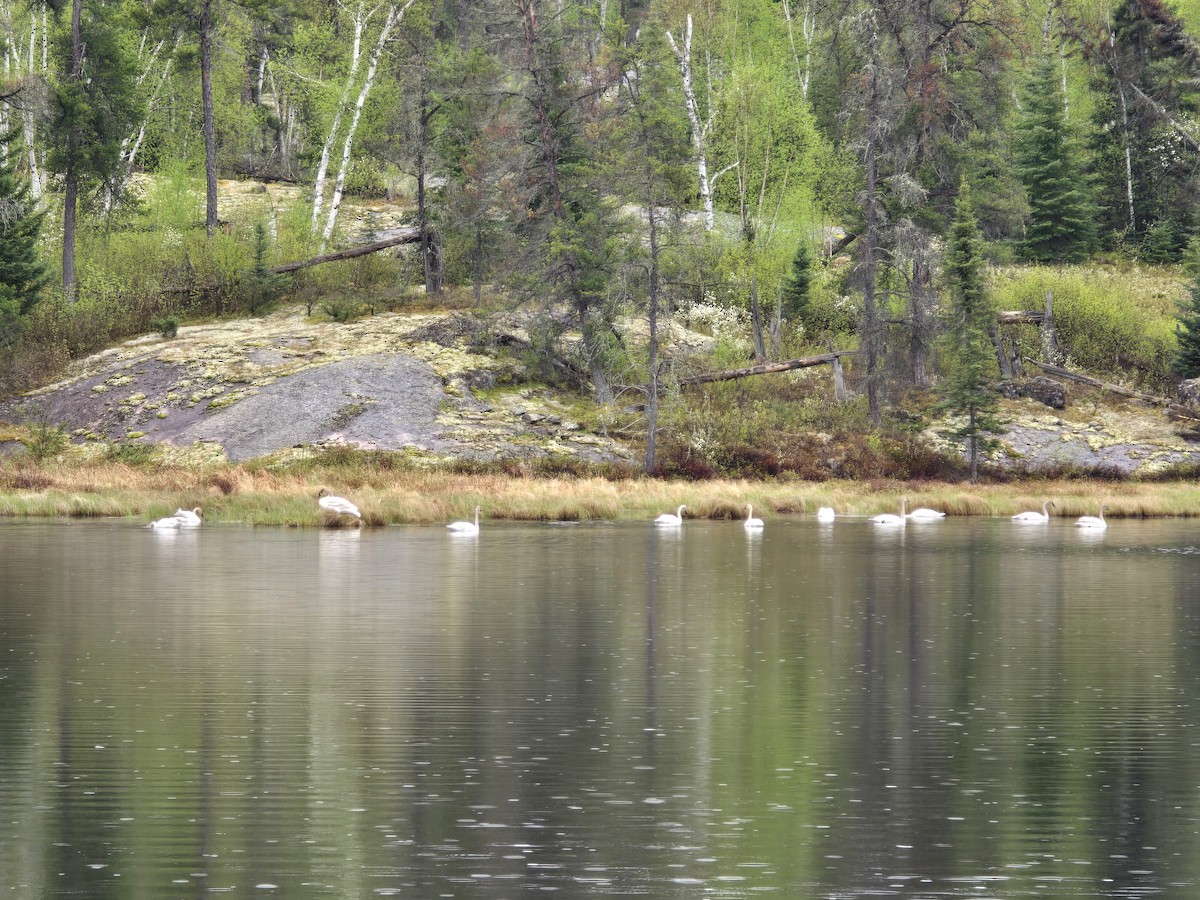 Trumpeter Swan - Matthew Schneiderat