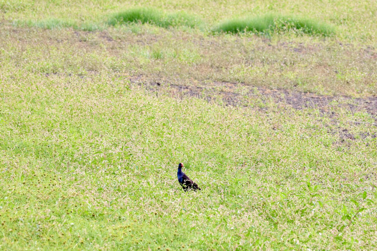 Australasian Swamphen - Terry O’Connor