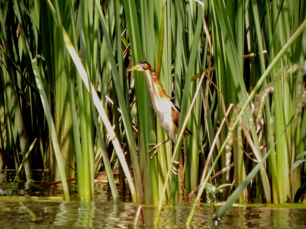 Least Bittern - Anthony Colicci