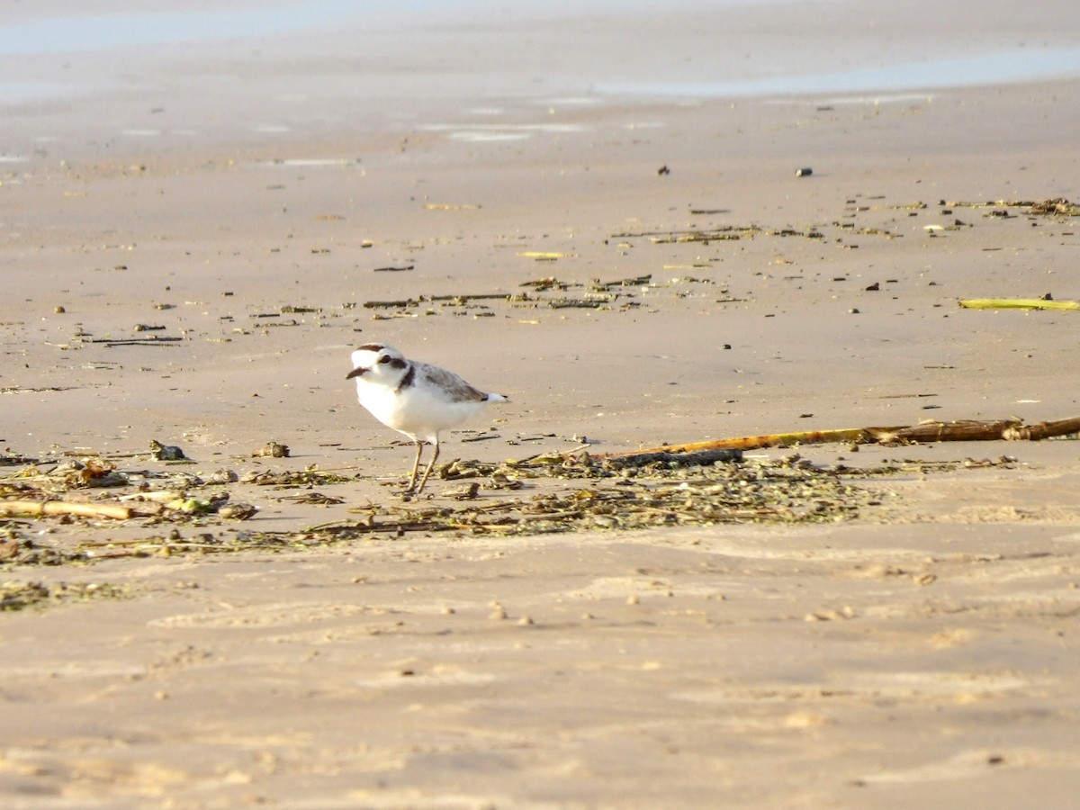 Snowy Plover - Anthony Colicci