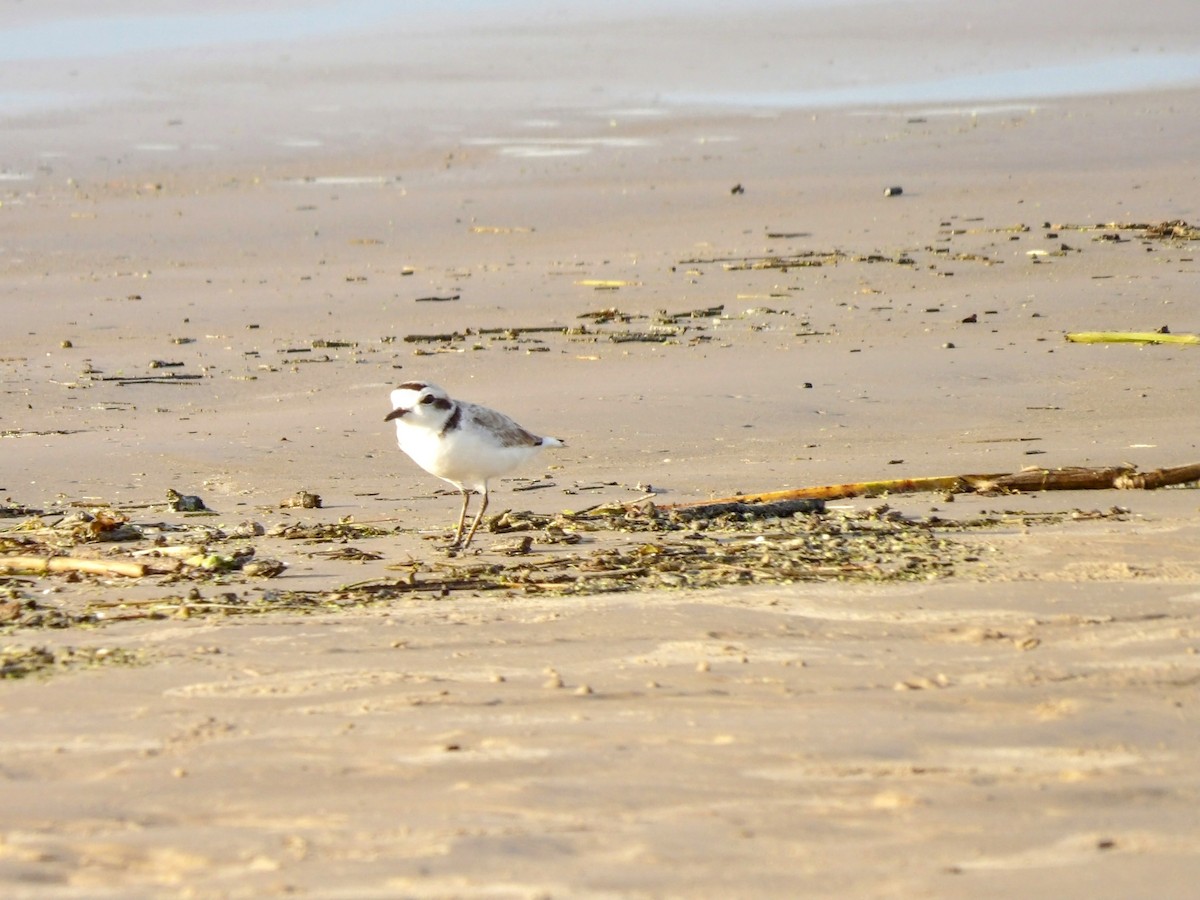 Snowy Plover - ML619384292