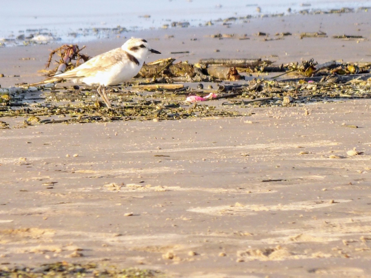 Snowy Plover - ML619384293