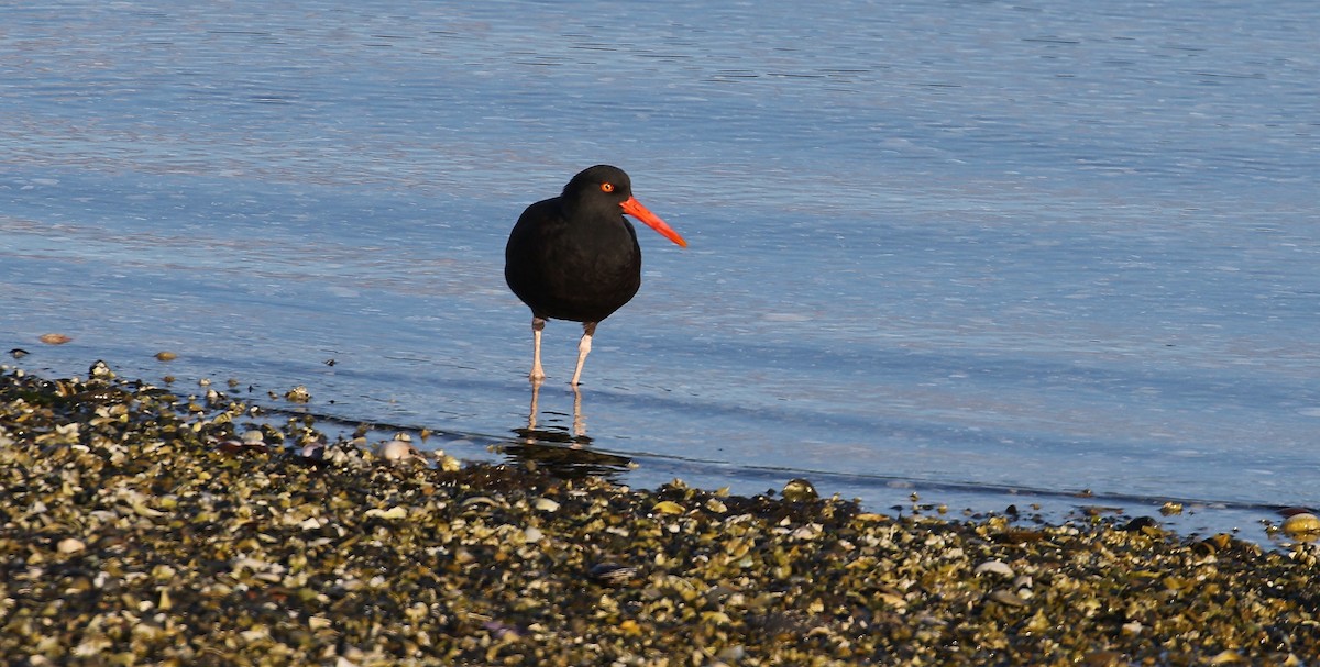 Black Oystercatcher - John F. Gatchet