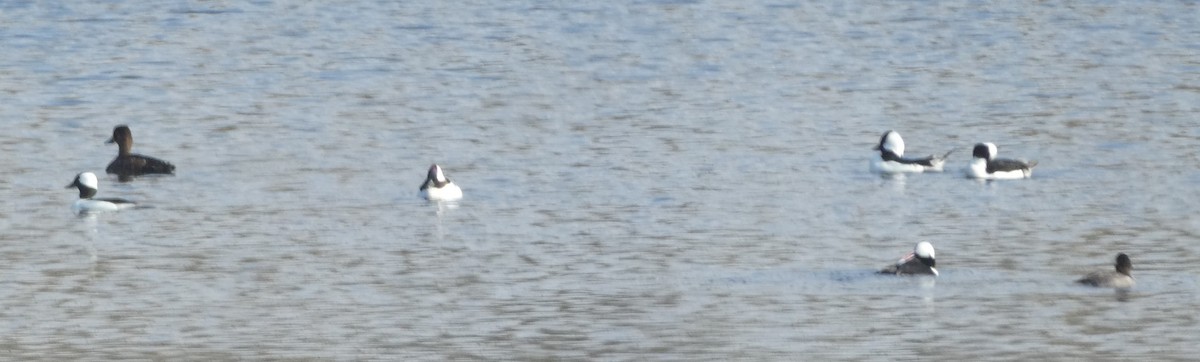 Bufflehead - Brian Kinney