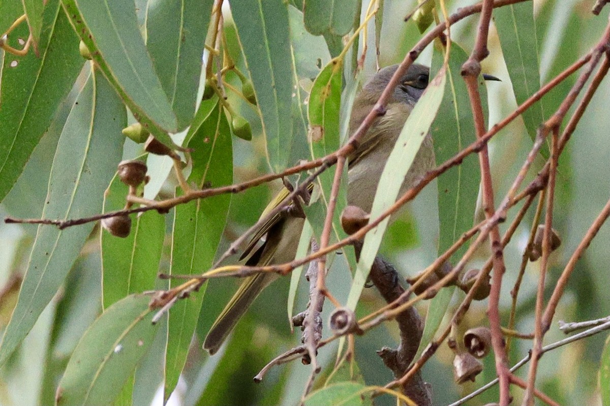 Brown Honeyeater - Terry O’Connor