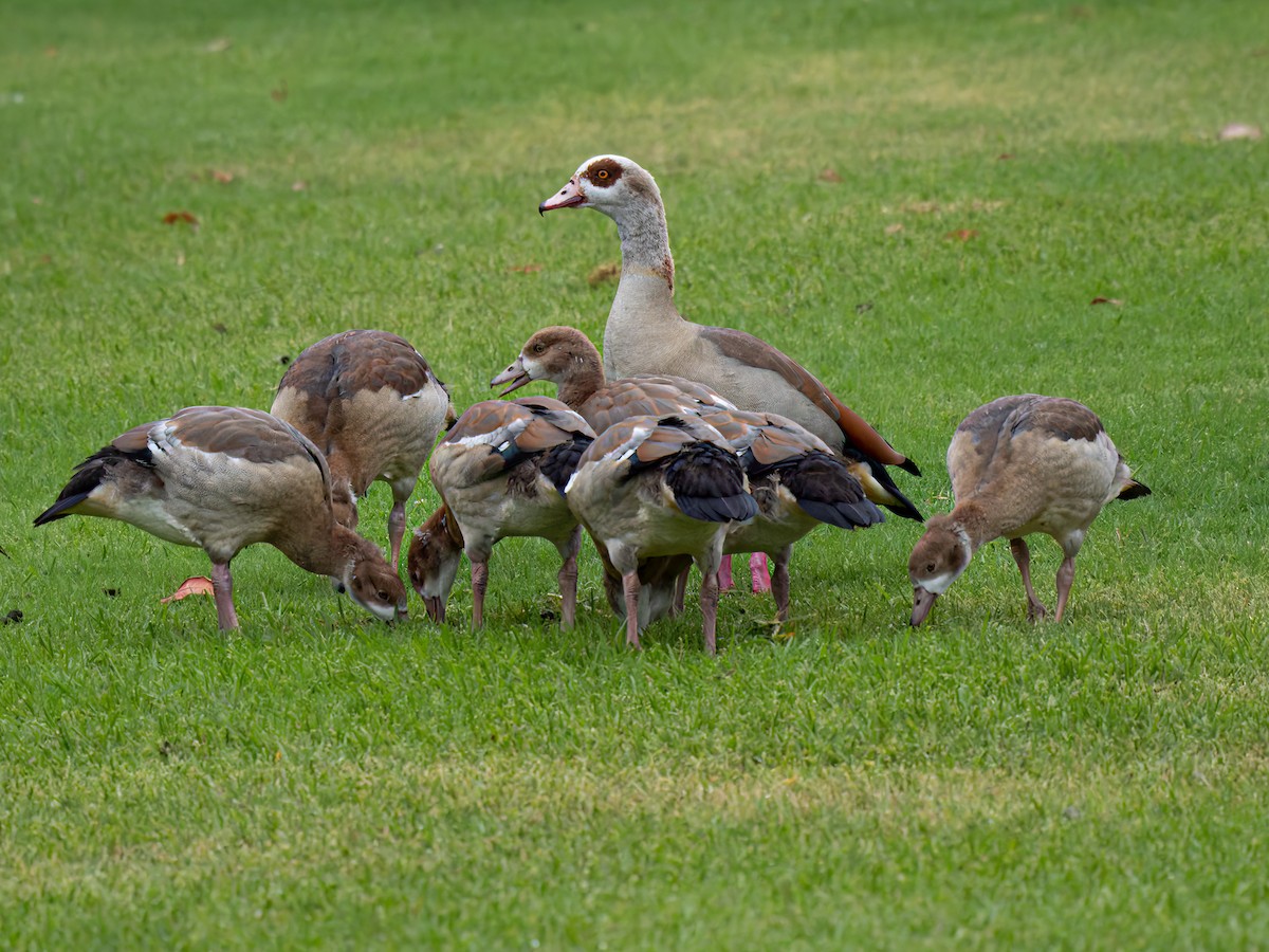 Egyptian Goose - Lynzie Flynn