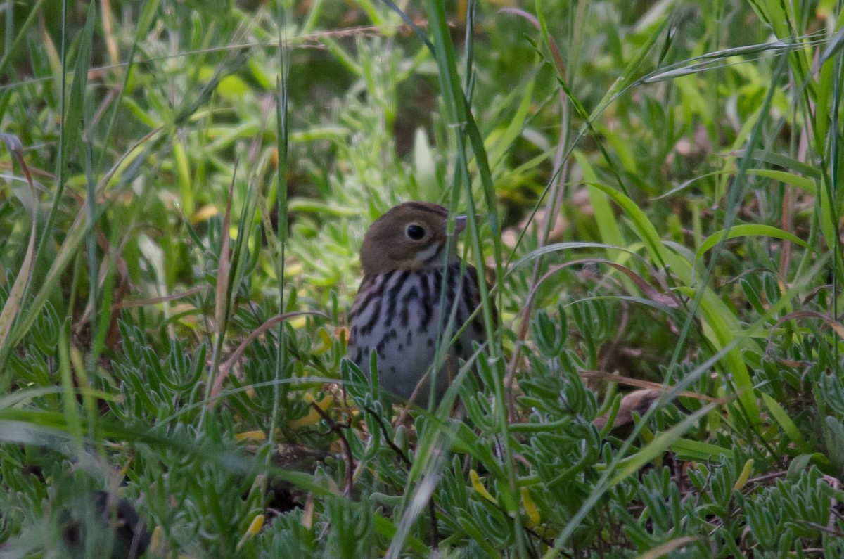 Ovenbird - ML619384317