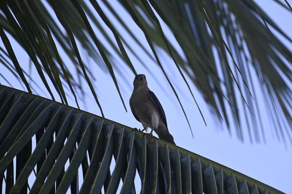 Shikra - Aryapratim Sarkhel