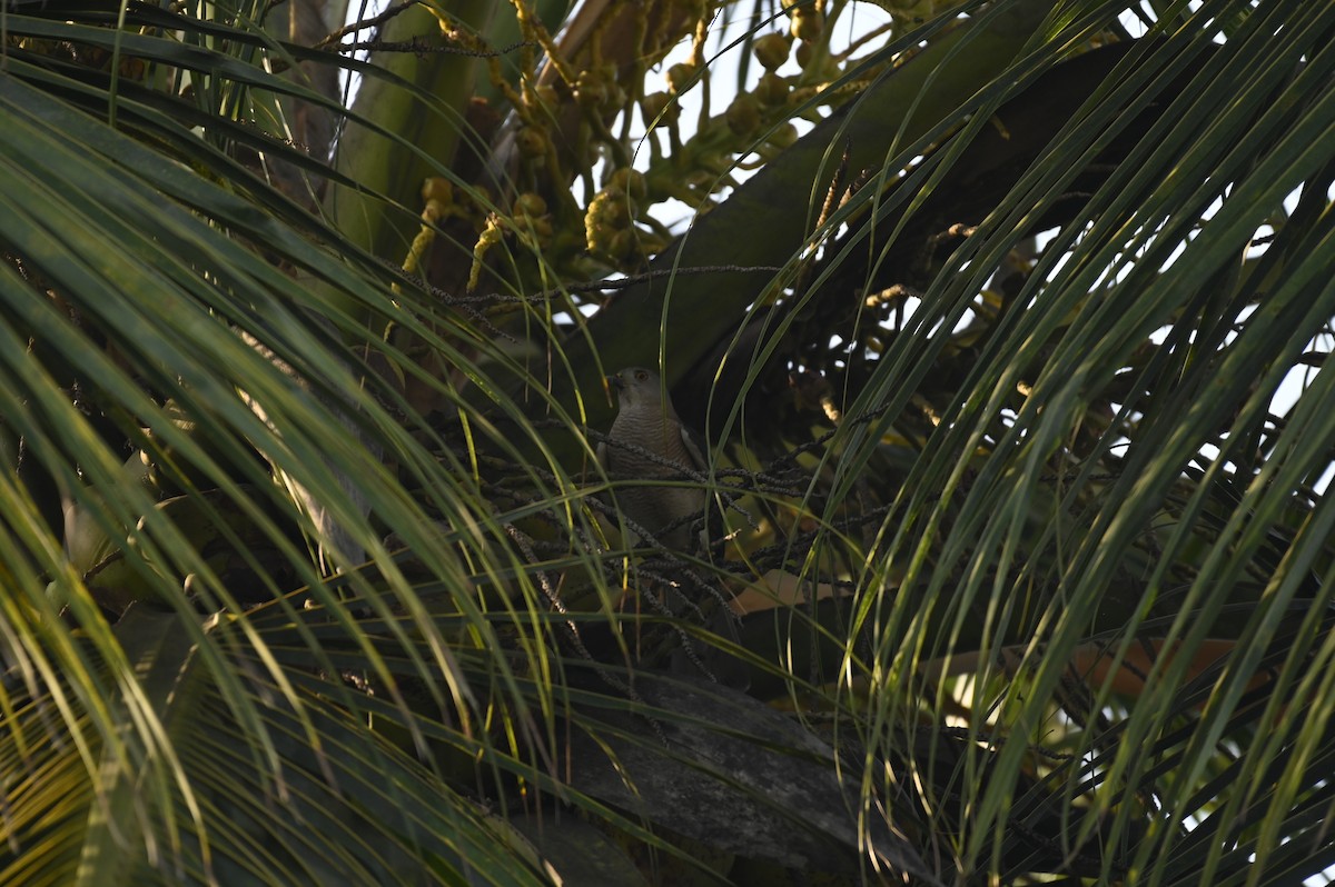 Shikra - Aryapratim Sarkhel