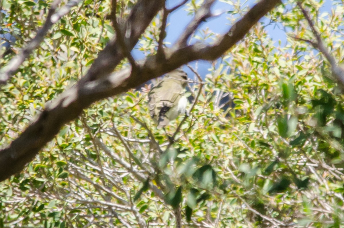 Red-eyed Vireo - Liam Murphy