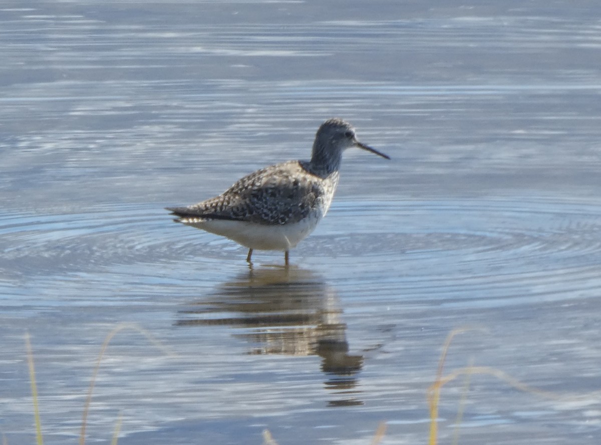 Lesser Yellowlegs - ML619384342