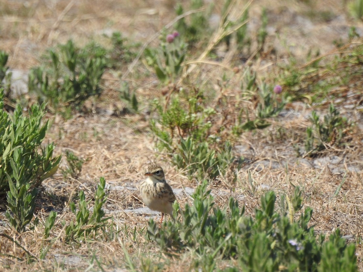 African Pipit - Alastair Newton