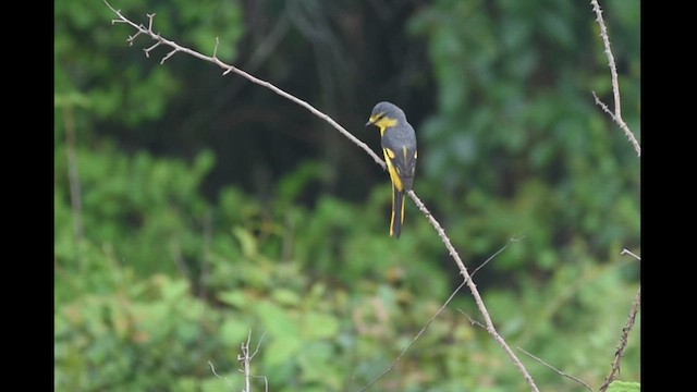 Orange Minivet - ML619384365