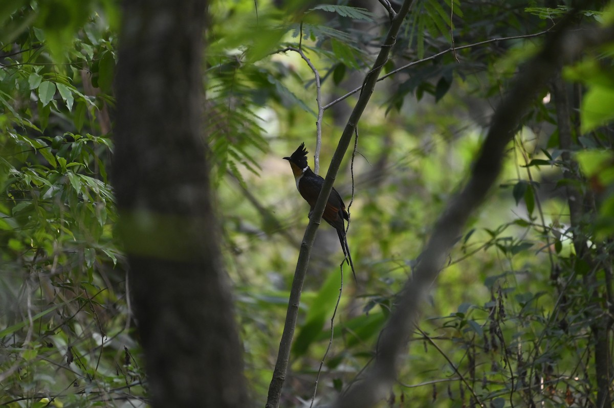 Chestnut-winged Cuckoo - ML619384374